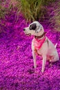 English pointer mix phenotype dog Royalty Free Stock Photo