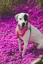 English pointer mix phenotype dog