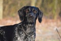 English Pointer Royalty Free Stock Photo