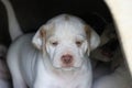 English pointer puppy