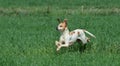 English pointer running Royalty Free Stock Photo