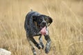 Purebred English Pointer hunting quails Royalty Free Stock Photo