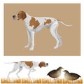 English pointer set