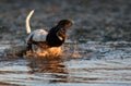 English pointer shaking water