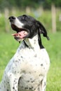 English pointer sitting on the garden