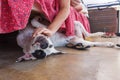 English pointer white dog in black dots playful lying on tile fl Royalty Free Stock Photo