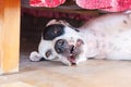 English pointer white dog in black dots playful lying under bed Royalty Free Stock Photo