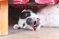 English pointer white dog in black dots playful lying under bed Royalty Free Stock Photo