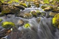 English Pond, Peterhof, Saint Petersburg, Russia. Royalty Free Stock Photo