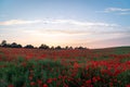 English poppy field full bright red poppies and flowers beautiful sunset landscape sky birds evening clouds dawn sunrise purple
