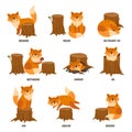 English prepositions. Cartoon animal, learn place preposition. Cute wild fox standing behind between or above. Children