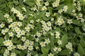 English Primroses Primula vulgaris for use as a background poster Royalty Free Stock Photo