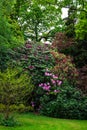 English Public Garden at late Spring with Blooming Rhododendrons