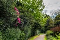 English Public Garden at late Spring with Blooming Rhododendrons