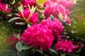 English Public Garden at late Spring with Blooming Rhododendrons