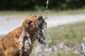 English puppy cocker drinking water