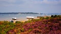 English Purple heather with view to Brownsea Island Poole Harbour Dorset England UK Royalty Free Stock Photo