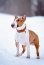 English red bull terrier Royalty Free Stock Photo