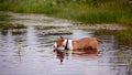 English red bull terrier in the lake with a flower Royalty Free Stock Photo