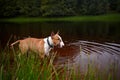 English red bull terrier in the lake Royalty Free Stock Photo