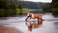 The English red bull terrier plays with a stick in the river Royalty Free Stock Photo