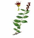 English redoul (Coriria myrtifolia)