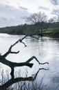 An english river with a dead tree