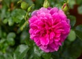 English Rosa Princess Anne David Austin Rose Bush in summer cottage garden Royalty Free Stock Photo