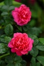 English Rosa Princess Anne David Austin Rose Bush in summer cottage garden Royalty Free Stock Photo