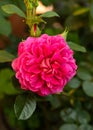 English Rosa Princess Anne David Austin Rose Bush in summer cottage garden Royalty Free Stock Photo