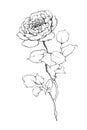 English rose, black and white isolated picture