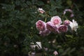 English Rose of David Austin- William Morris