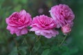 English rose in garden. English pink rose Princess Alexandra of Kent