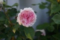 English rose `James Galway` bred by David Austin. Impressively beautiful rosette flowers with a delicious fragrance. Berlin