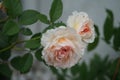 English rose `James Galway` bred by David Austin. Impressively beautiful rosette flowers with a delicious fragrance. Germa