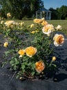 English rose \'Molineux\' flowering with abundant, fully double blooms of a rich canary yellow color in park