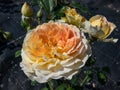 Rose \'Molineux\' flowering with fully double blooms of a rich canary yellow color in park