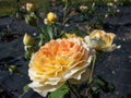 English rose \'Molineux\' flowering with abundant, fully double blooms of a rich canary yellow color in park