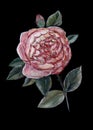 An English rose