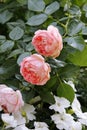 An english rose an white blossoms of buzzy lizzie