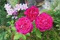 English roses and clematis