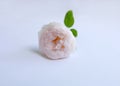 English roses isolated sweet For Valentine`s Day, on vintage white background