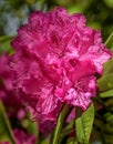 English Roseum Rhododendron Shrub Royalty Free Stock Photo