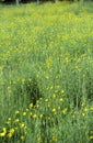 English rural landscape. Wild flower meadow. Summertime. Royalty Free Stock Photo