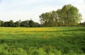 English rural landscape. Wild flower meadow. Summertime. Royalty Free Stock Photo