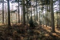 English scenic landscape in the morning at Felbrigg, Norfolk