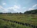 English scrubland on a sunny afternoon