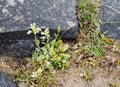 English Scurvygrass aka Cochlearia anglica on the Devon Coast.