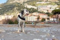 English setter