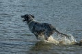 English setter hunting dog running on the water Royalty Free Stock Photo